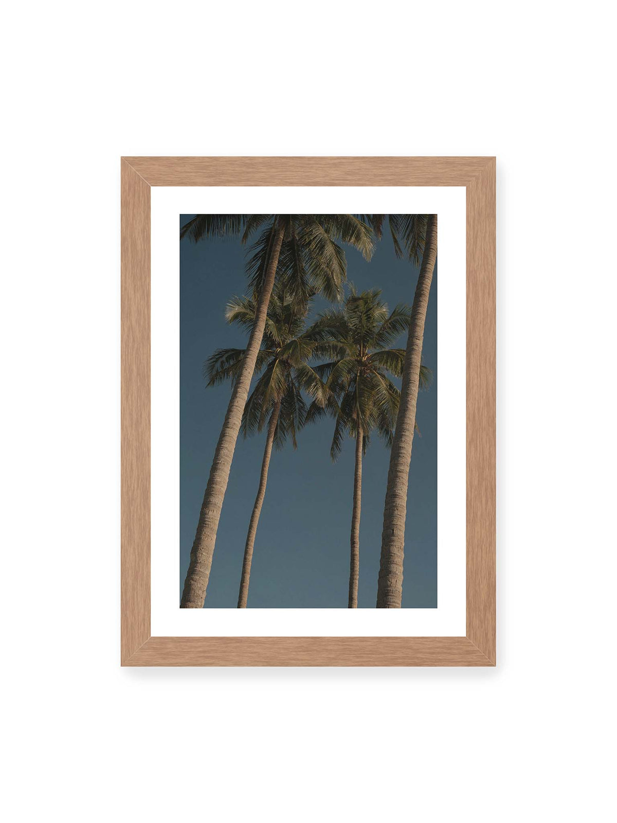 21x30 cm, weißer Galerie-Rand, Eichenrahmen – Hohe Palmen mit schlanken Stämmen und dunklen Palmwedeln vor einem tiefblauen Himmel.