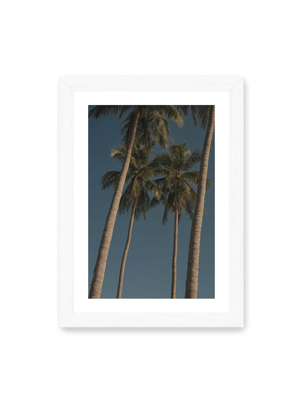 21x30 cm, weißer Galerie-Rand, weißer Rahmen – Hohe Palmen mit schlanken Stämmen und dunklen Palmwedeln vor einem tiefblauen Himmel.