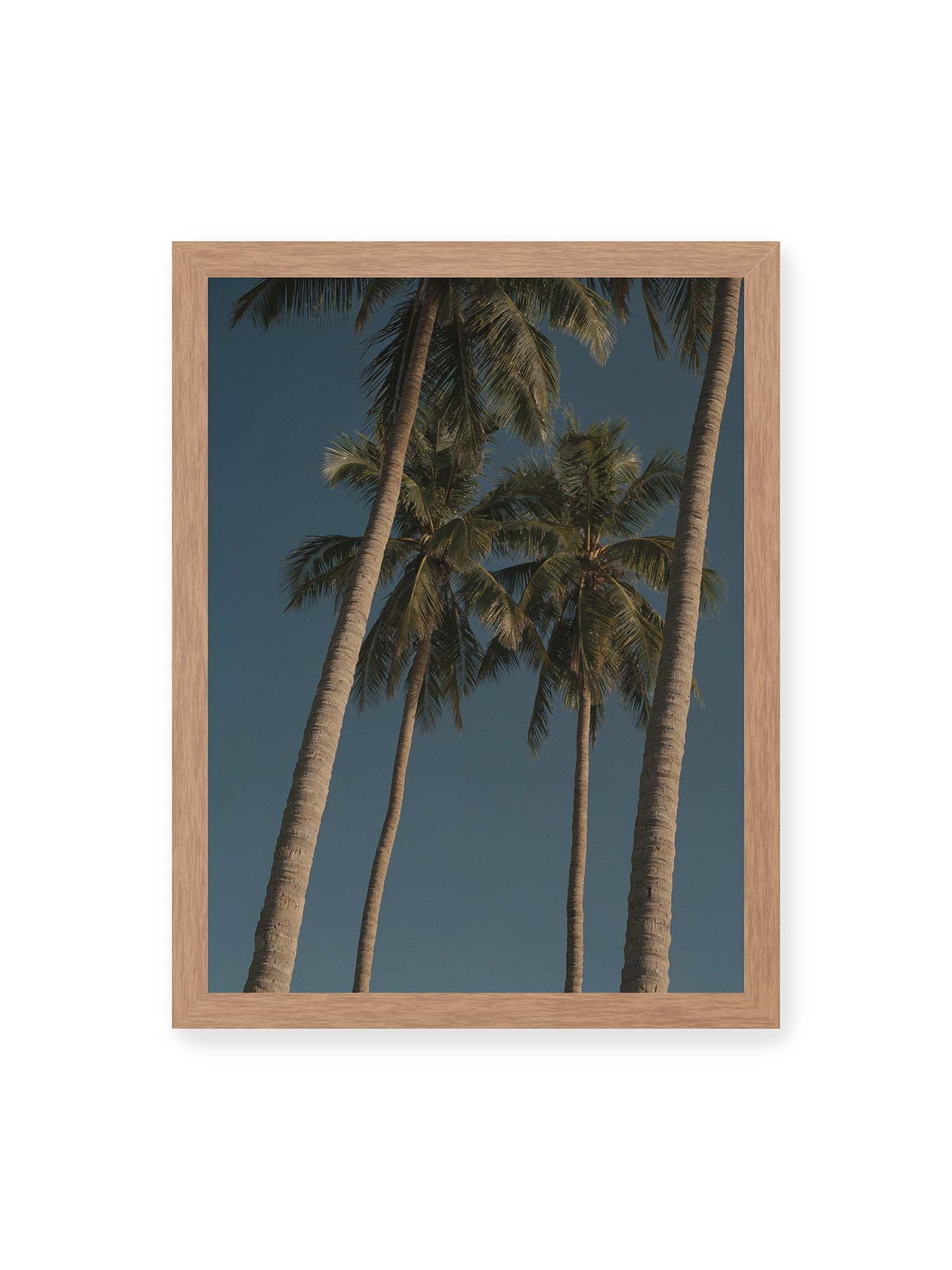 30x40 cm, Eichenrahmen – Hohe Palmen mit schlanken Stämmen und dunklen Palmwedeln vor einem tiefblauen Himmel.