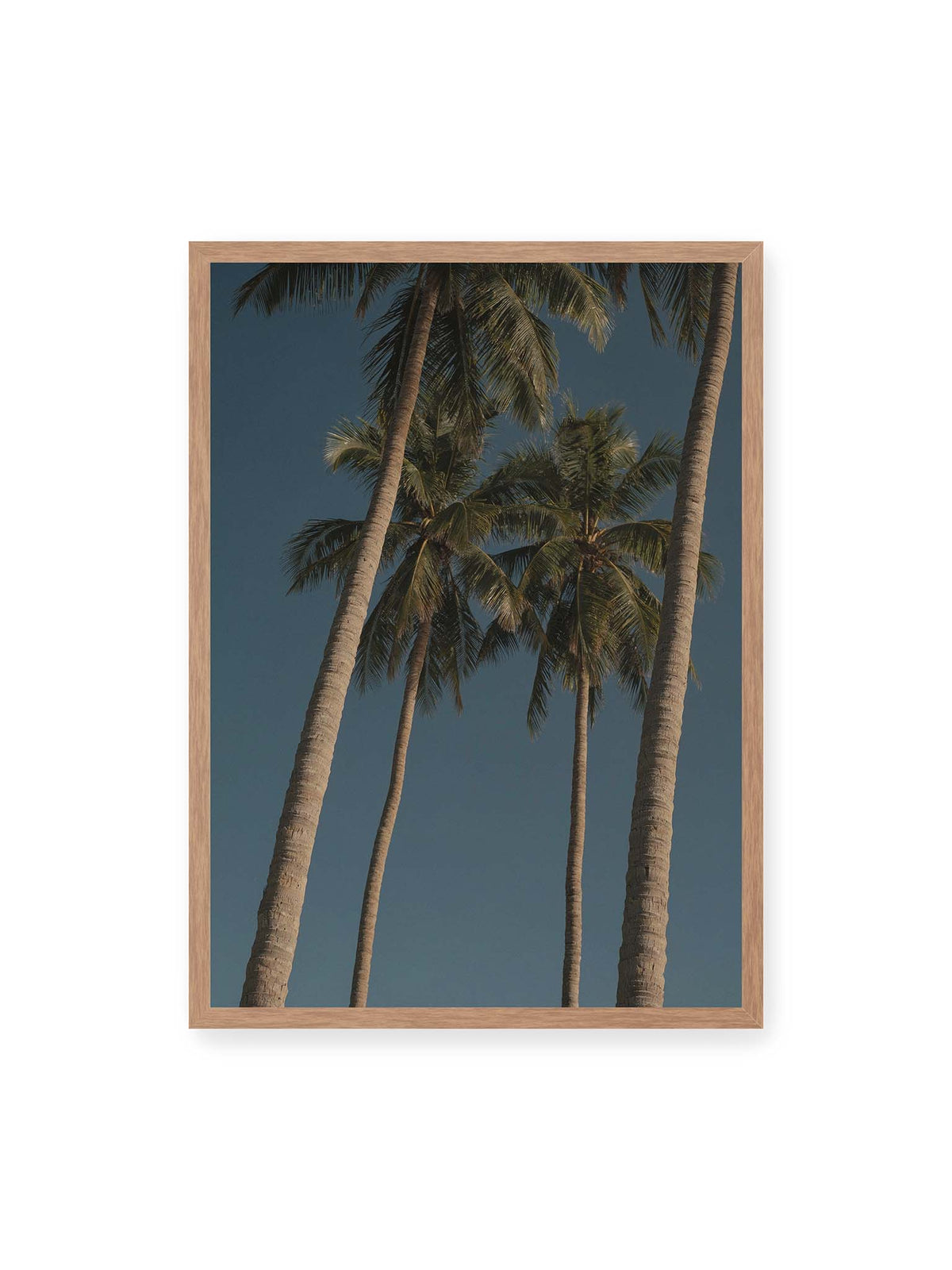50x70 cm, Eichenrahmen – Hohe Palmen mit schlanken Stämmen und dunklen Palmwedeln vor einem tiefblauen Himmel.