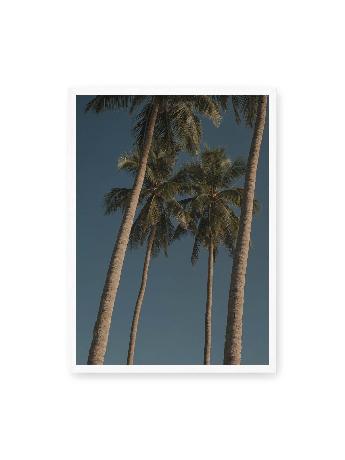 50x70 cm, weißer Rahmen – Hohe Palmen mit schlanken Stämmen und dunklen Palmwedeln vor einem tiefblauen Himmel.