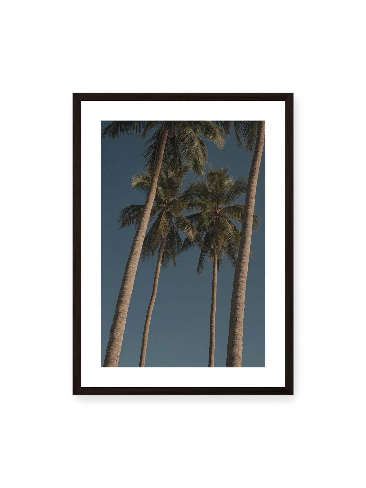 50x70 cm, weißer Galerie-Rand, schwarzer Rahmen – Hohe Palmen mit schlanken Stämmen und dunklen Palmwedeln vor einem tiefblauen Himmel.