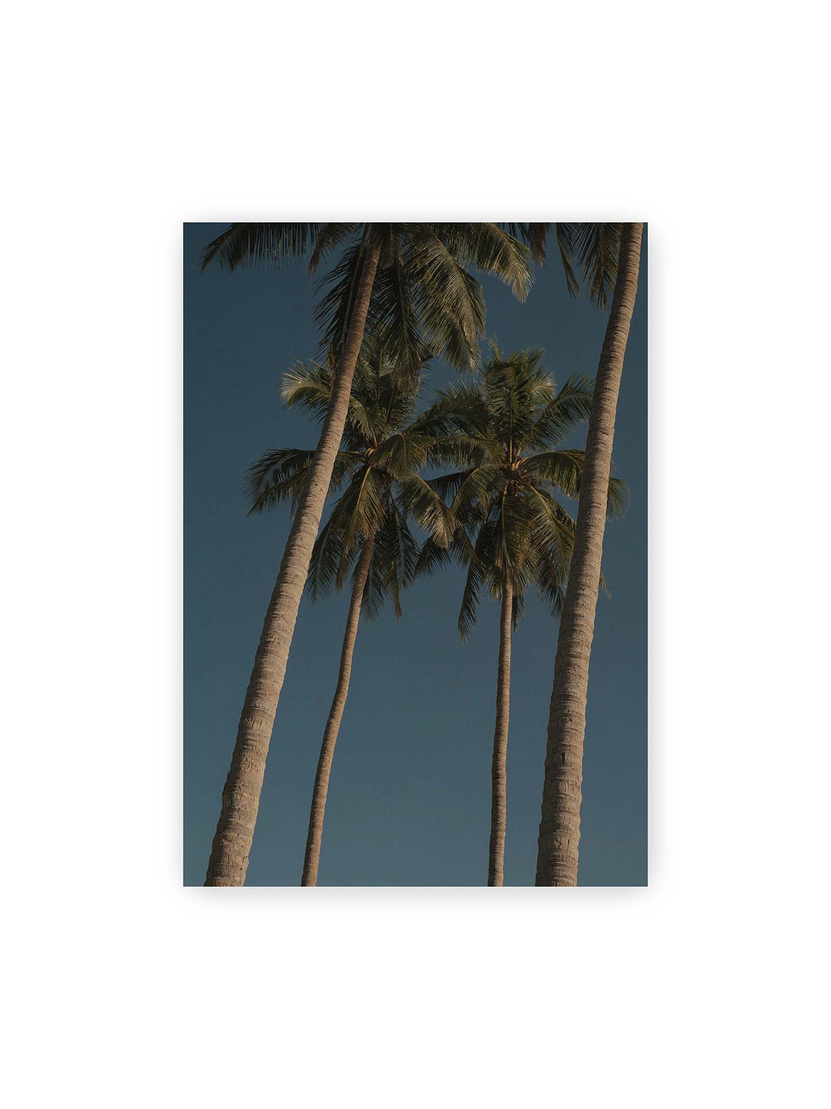 70x100 cm – Hohe Palmen mit schlanken Stämmen und dunklen Palmwedeln vor einem tiefblauen Himmel.