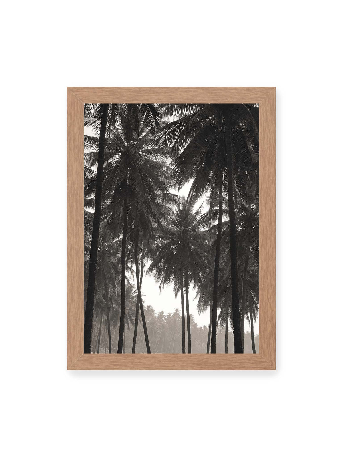 21x30 cm, Eichenrahmen – Hohe dunkle Palmen mit dicht überlagerten Wedeln vor hellem Himmel und weich verblassender Vegetation.