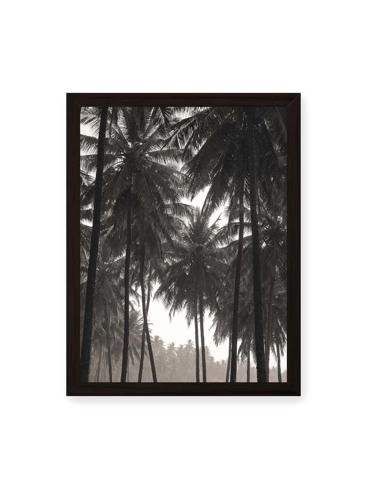 30x40 cm, schwarzer Rahmen – Hohe dunkle Palmen mit dicht überlagerten Wedeln vor hellem Himmel und weich verblassender Vegetation.