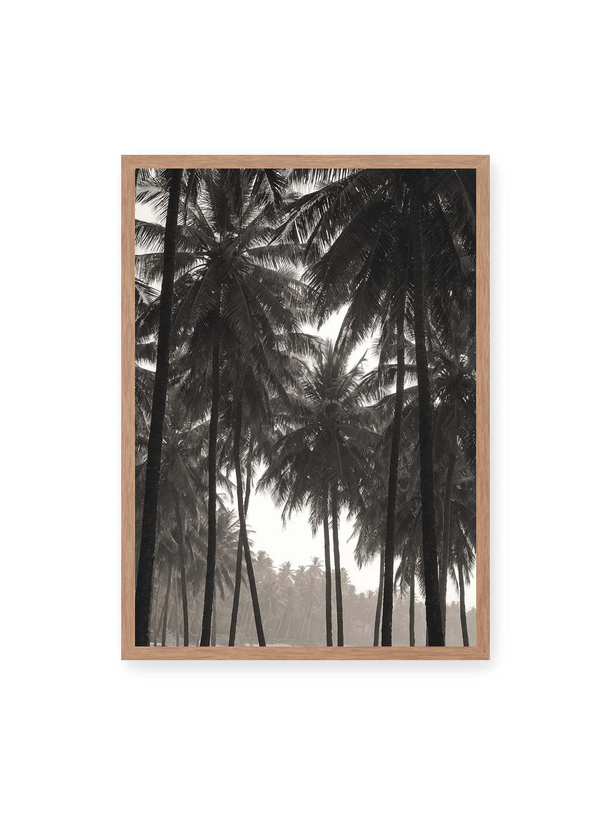 50x70 cm, Eichenrahmen – Hohe dunkle Palmen mit dicht überlagerten Wedeln vor hellem Himmel und weich verblassender Vegetation.