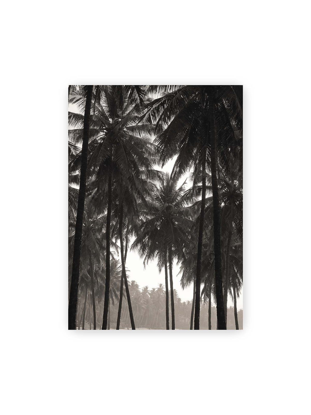 50x70 cm – Hohe dunkle Palmen mit dicht überlagerten Wedeln vor hellem Himmel und weich verblassender Vegetation.