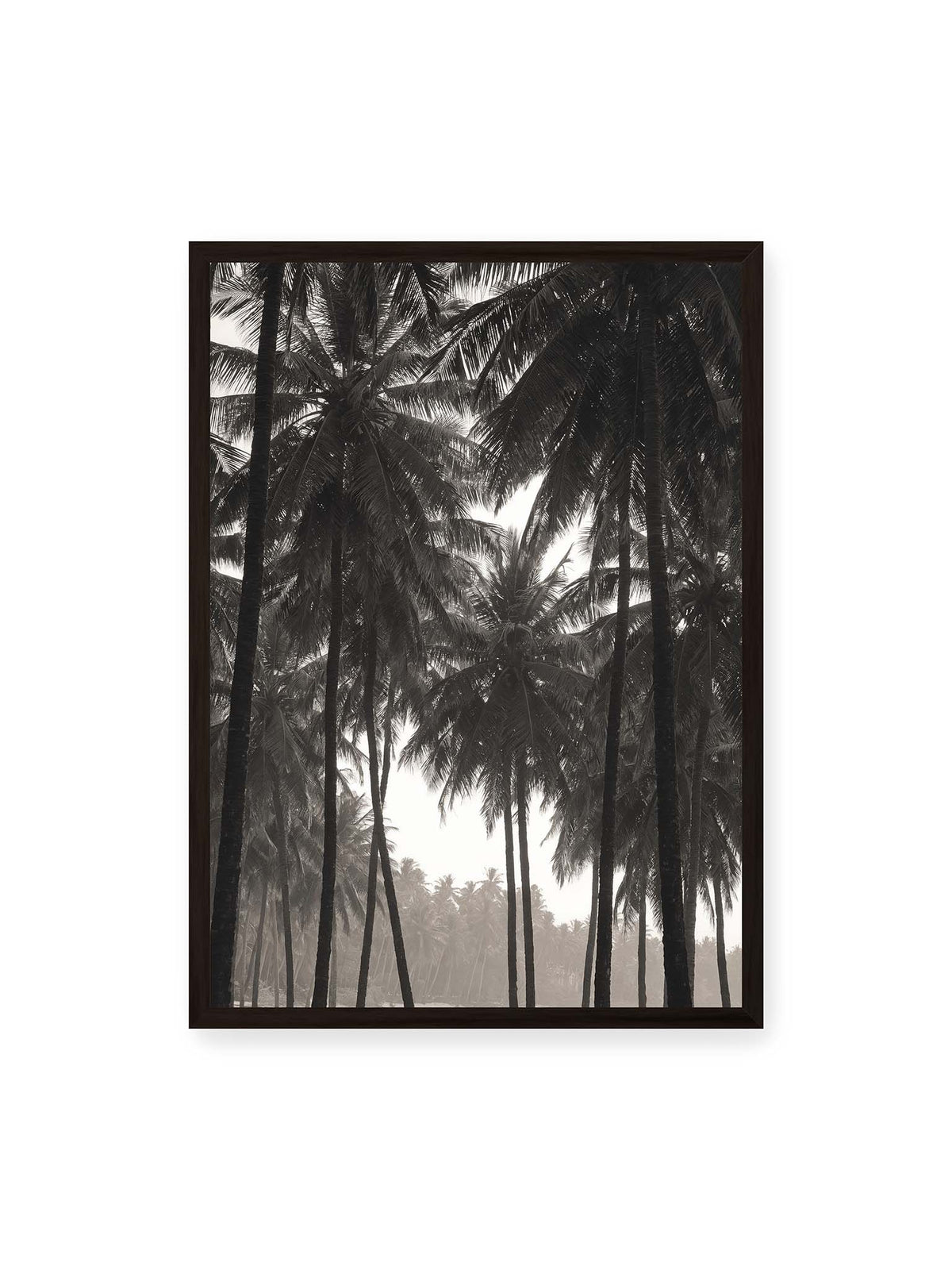 50x70 cm, schwarzer Rahmen – Hohe dunkle Palmen mit dicht überlagerten Wedeln vor hellem Himmel und weich verblassender Vegetation.