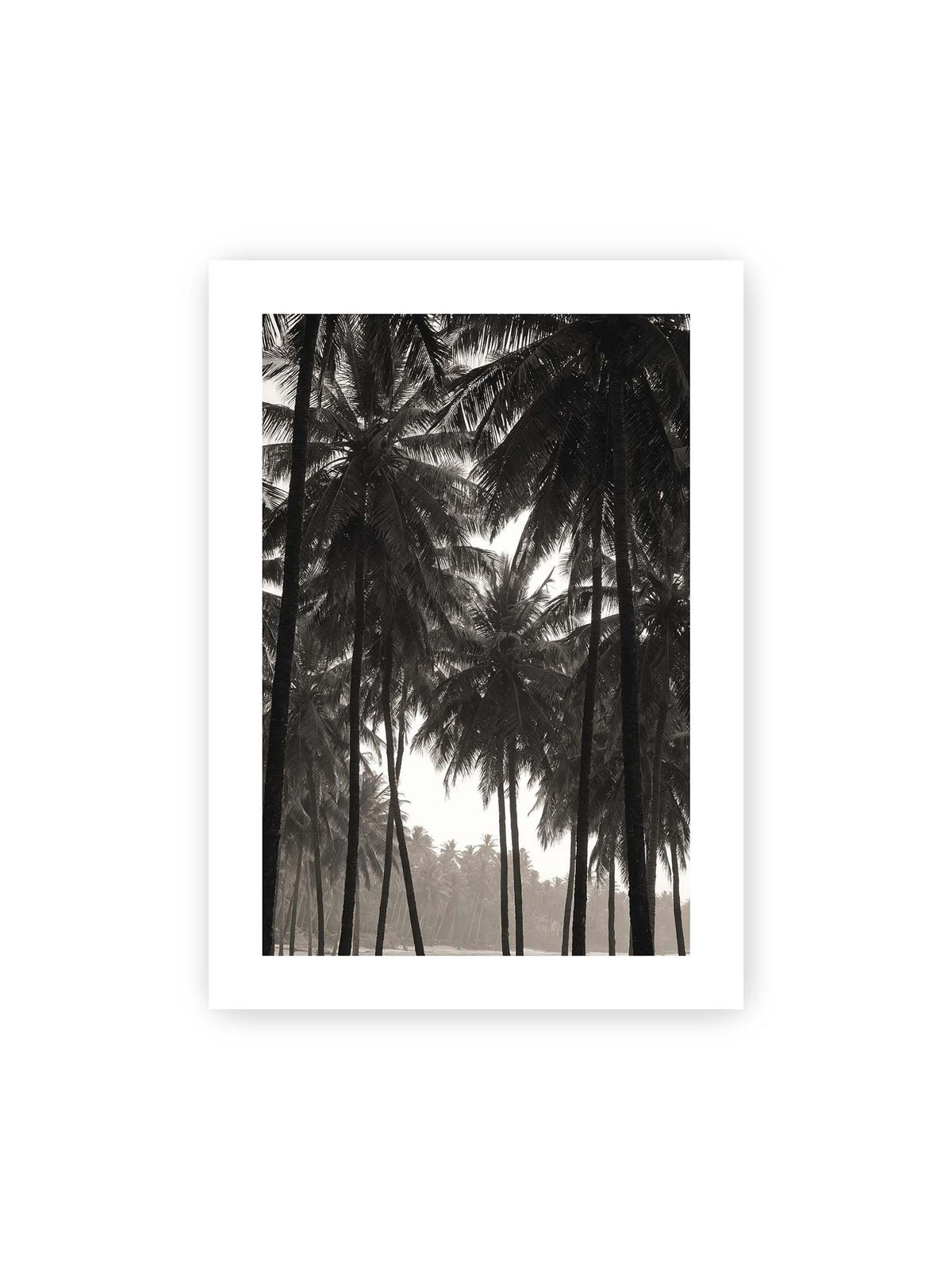 50x70 cm, weißer Galerie-Rand – Hohe dunkle Palmen mit dicht überlagerten Wedeln vor hellem Himmel und weich verblassender Vegetation.