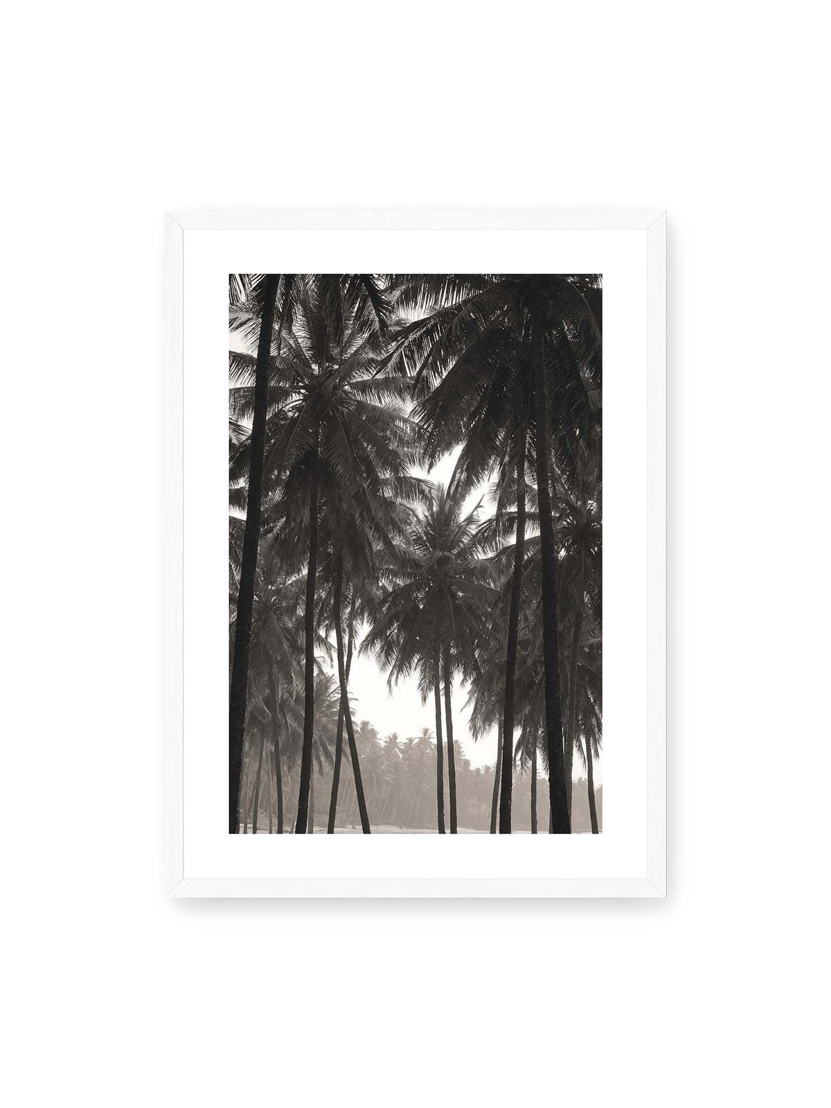 50x70 cm, weißer Galerie-Rand, weißer Rahmen – Hohe dunkle Palmen mit dicht überlagerten Wedeln vor hellem Himmel und weich verblassender Vegetation.