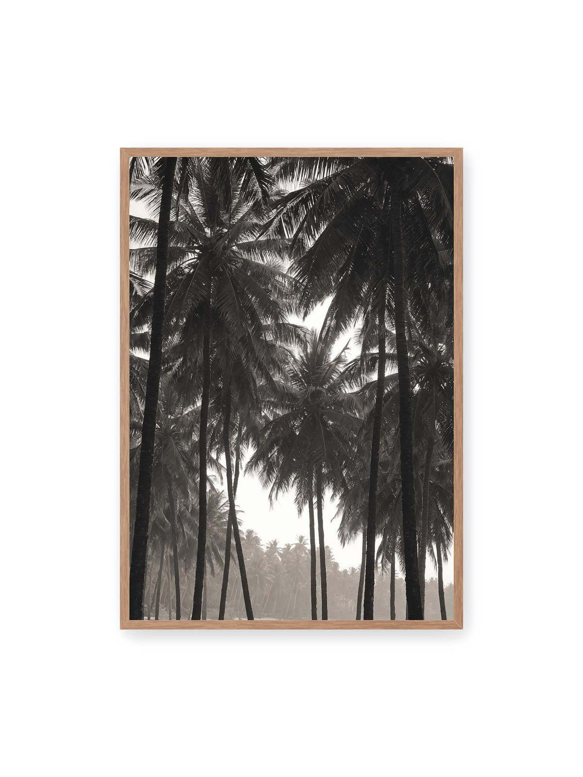 70x100 cm, Eichenrahmen – Hohe dunkle Palmen mit dicht überlagerten Wedeln vor hellem Himmel und weich verblassender Vegetation.