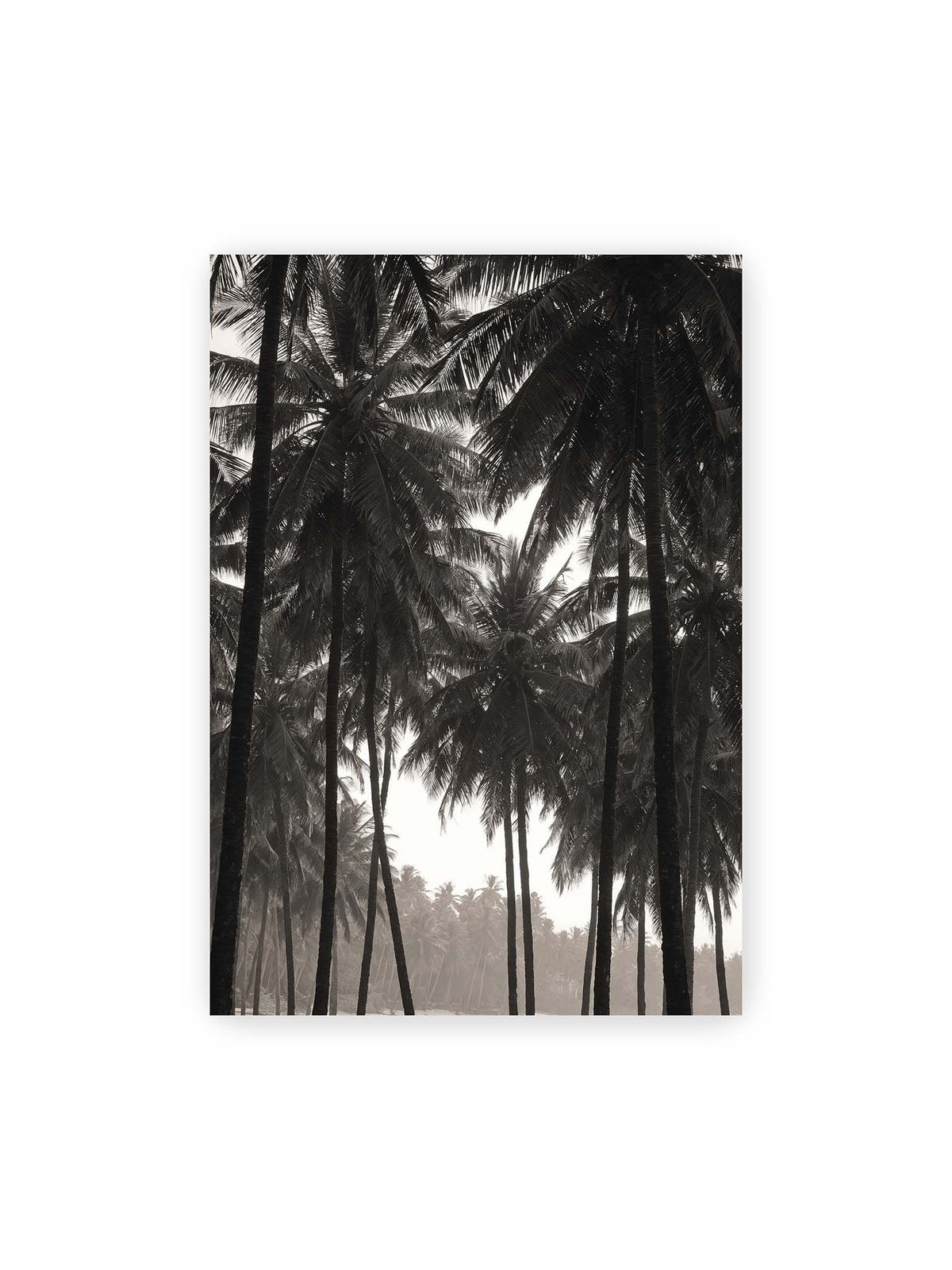 70x100 cm – Hohe dunkle Palmen mit dicht überlagerten Wedeln vor hellem Himmel und weich verblassender Vegetation.