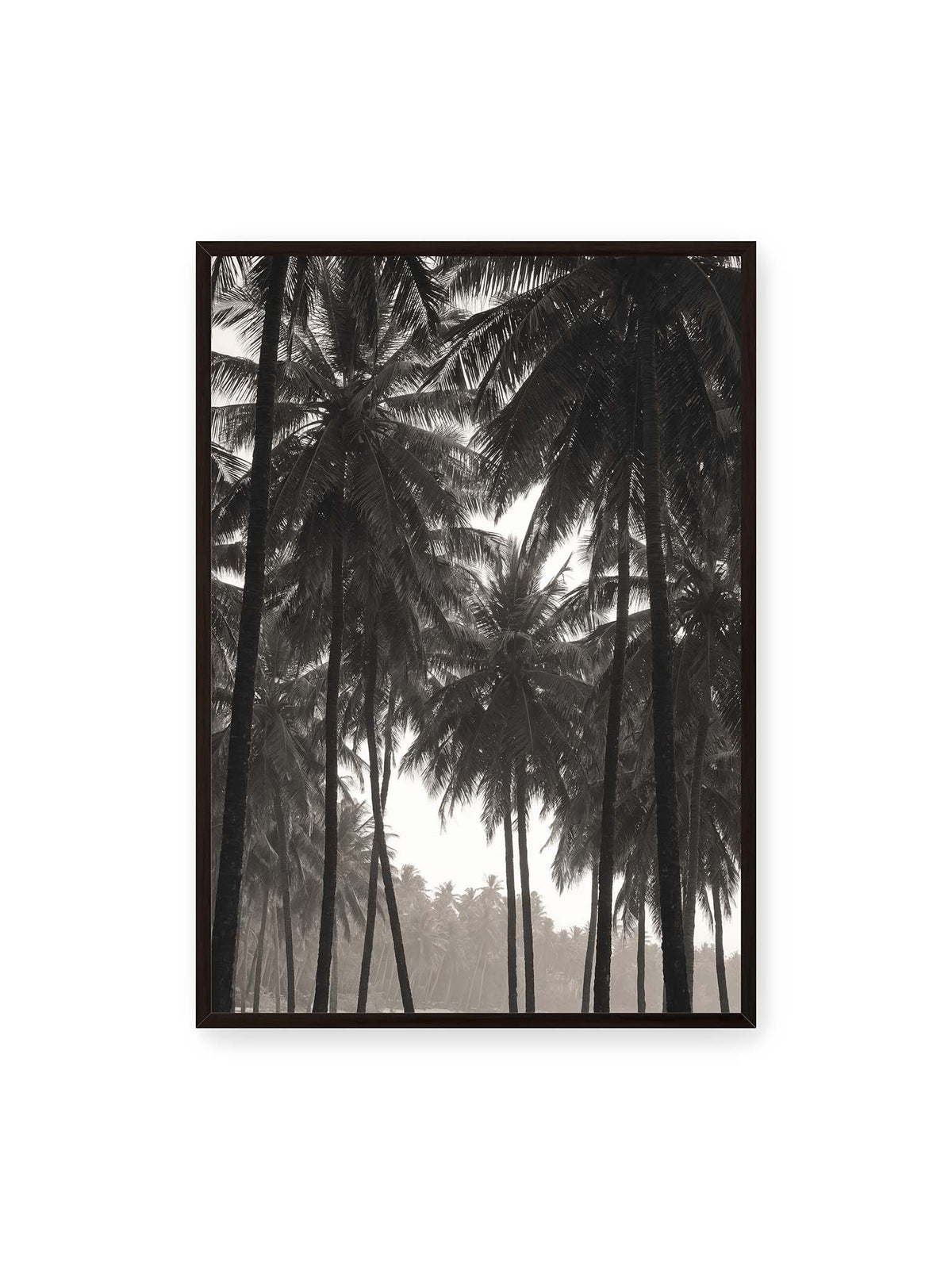 70x100 cm, schwarzer Rahmen – Hohe dunkle Palmen mit dicht überlagerten Wedeln vor hellem Himmel und weich verblassender Vegetation.