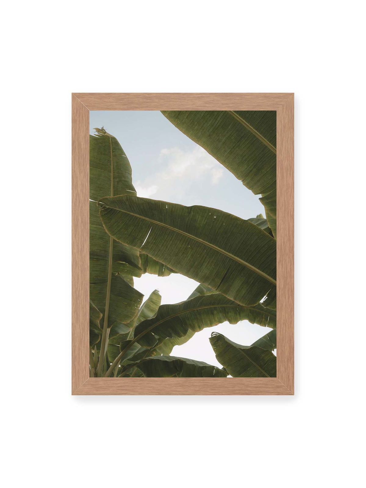 21x30 cm, Eichenrahmen – Große grüne Bananenblätter überlagern sich vor hellem Himmel und bilden ein lockeres Blätterdach.