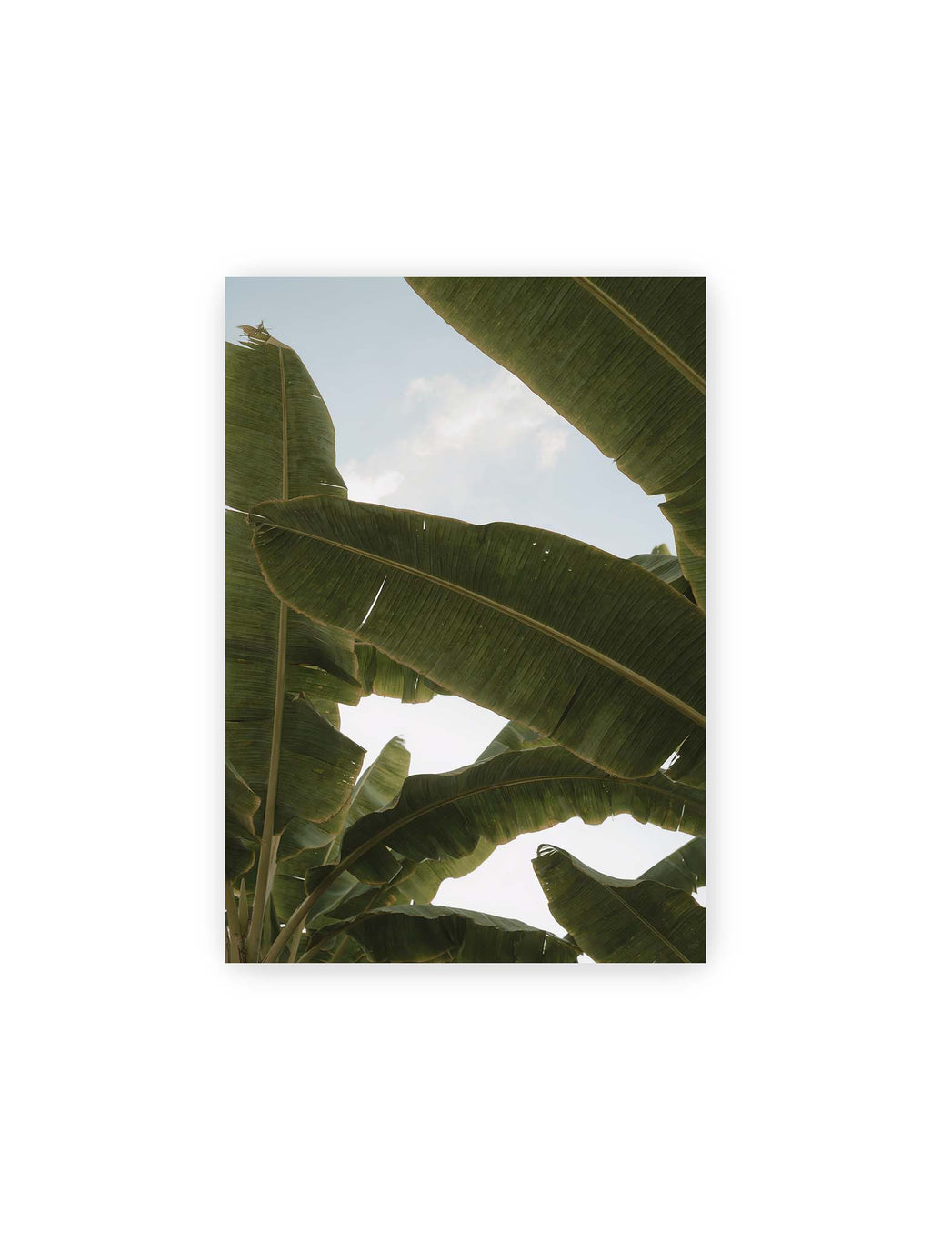 21x30 cm – Große grüne Bananenblätter überlagern sich vor hellem Himmel und bilden ein lockeres Blätterdach.