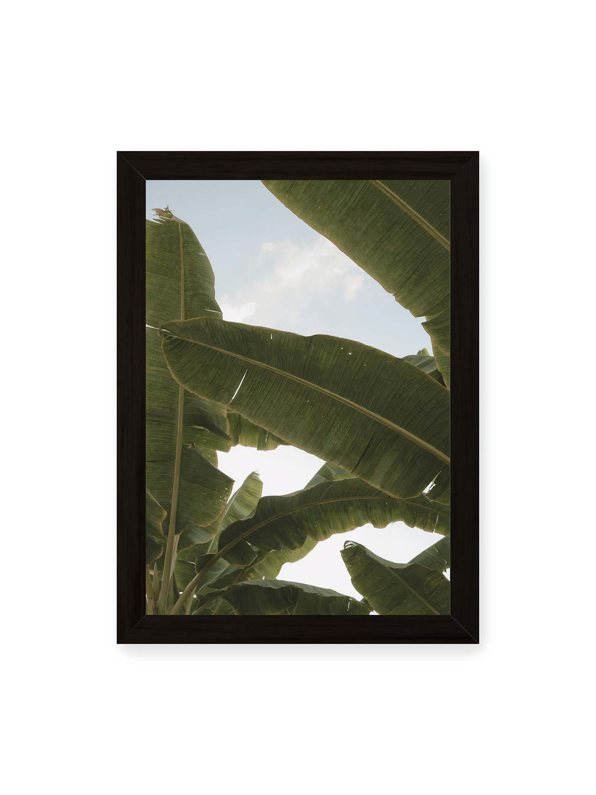 21x30 cm, schwarzer Rahmen – Große grüne Bananenblätter überlagern sich vor hellem Himmel und bilden ein lockeres Blätterdach.