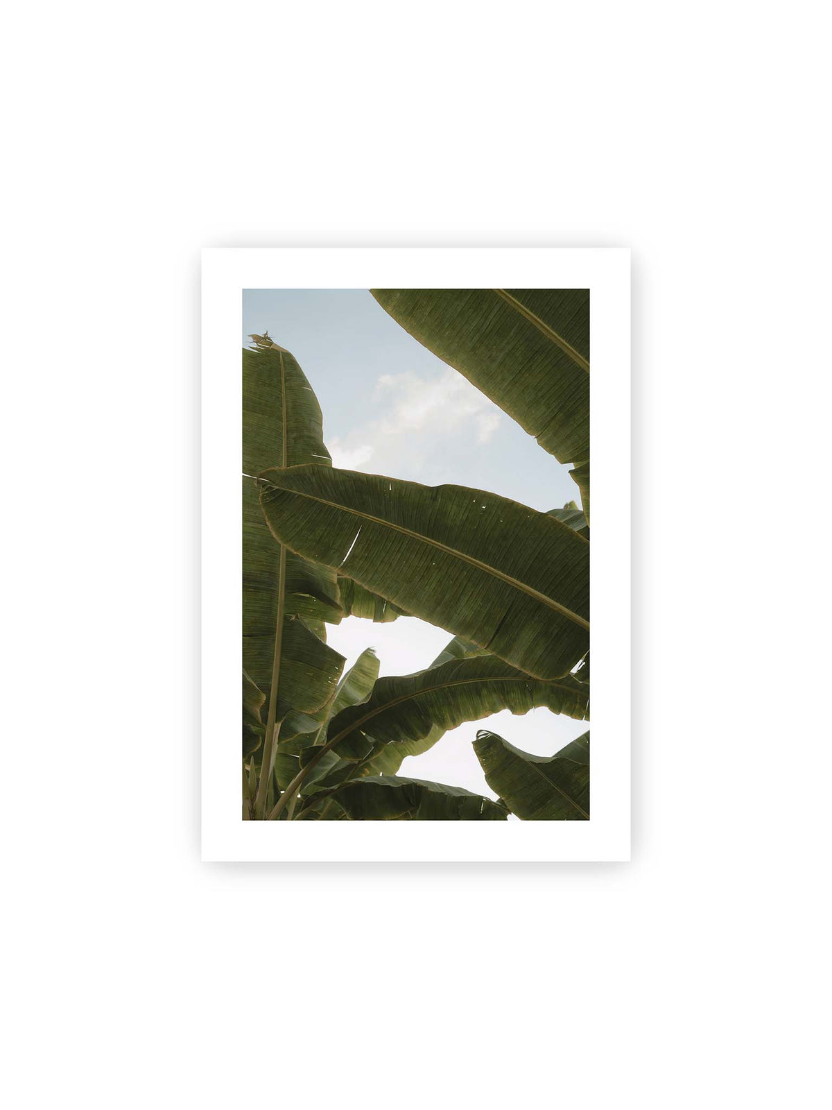 21x30 cm, weißer Galerie-Rand – Große grüne Bananenblätter überlagern sich vor hellem Himmel und bilden ein lockeres Blätterdach.