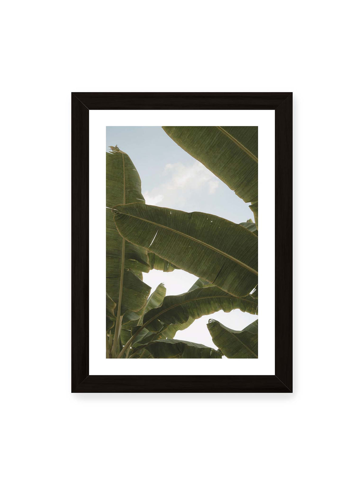 21x30 cm, weißer Galerie-Rand, schwarzer Rahmen – Große grüne Bananenblätter überlagern sich vor hellem Himmel und bilden ein lockeres Blätterdach.