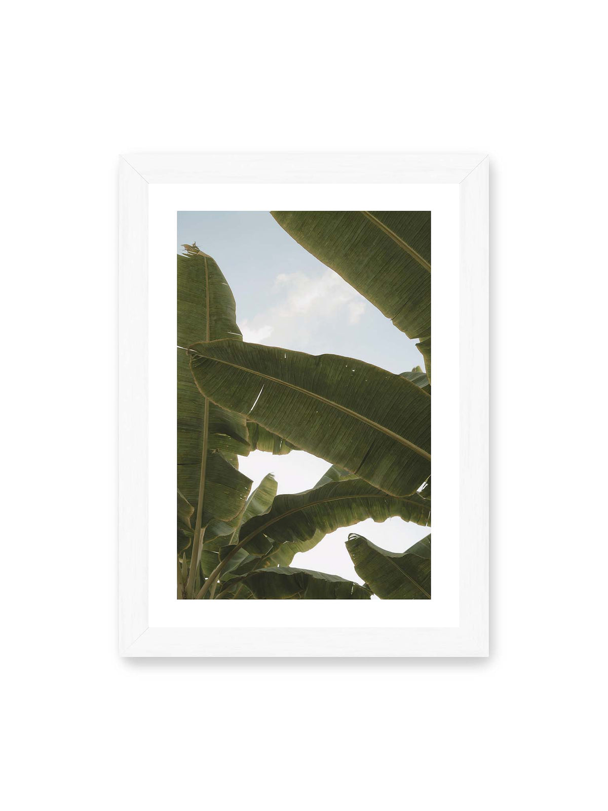 21x30 cm, weißer Galerie-Rand, weißer Rahmen – Große grüne Bananenblätter überlagern sich vor hellem Himmel und bilden ein lockeres Blätterdach.