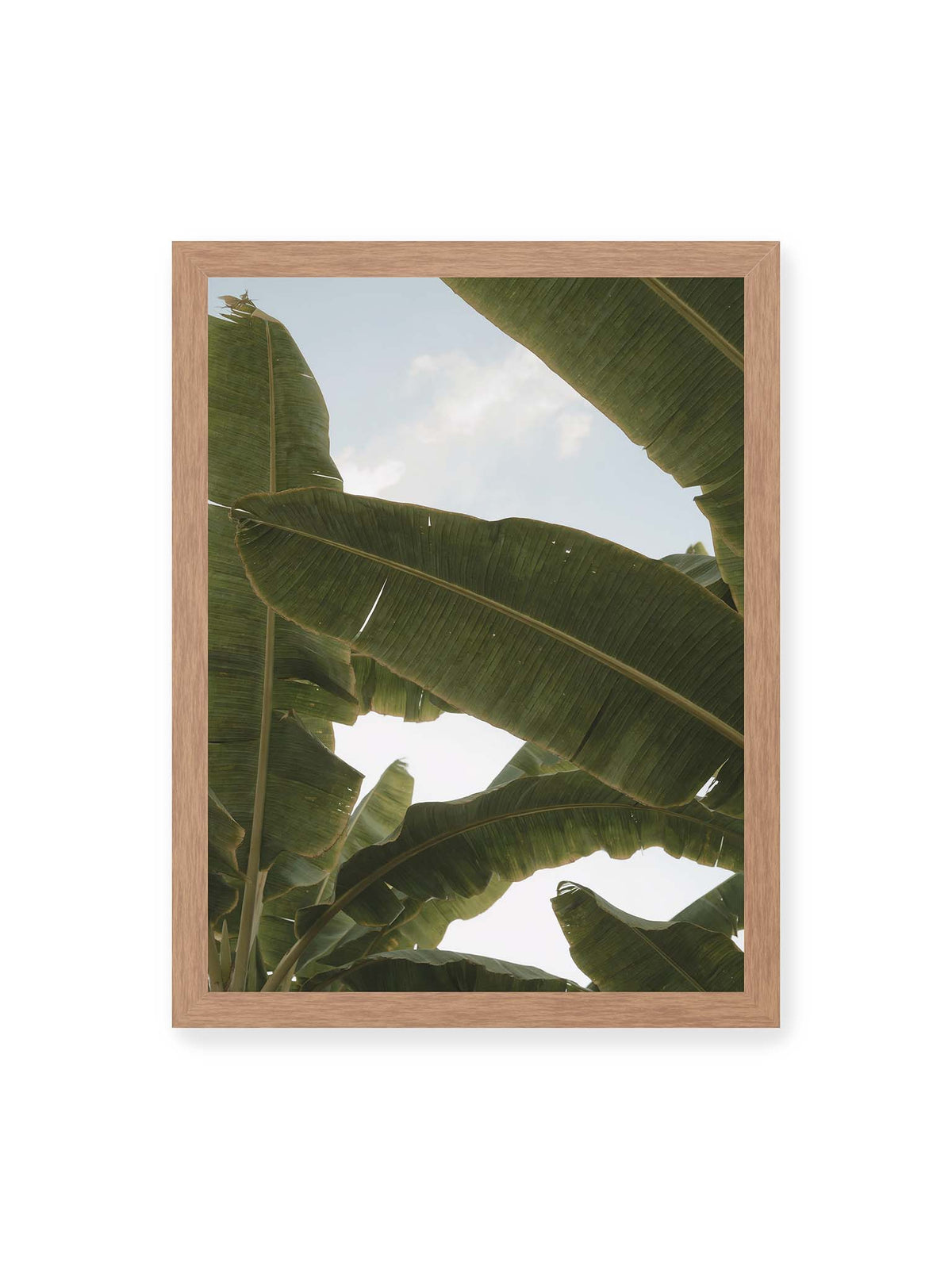 30x40 cm, Eichenrahmen – Große grüne Bananenblätter überlagern sich vor hellem Himmel und bilden ein lockeres Blätterdach.