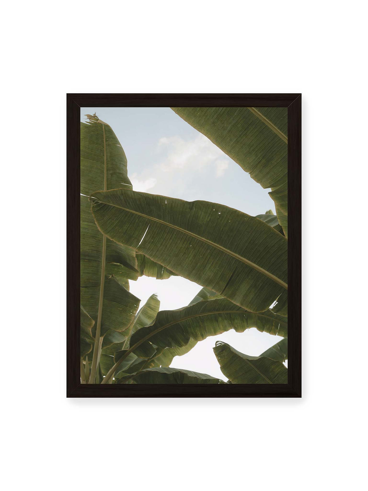 30x40 cm, schwarzer Rahmen – Große grüne Bananenblätter überlagern sich vor hellem Himmel und bilden ein lockeres Blätterdach.