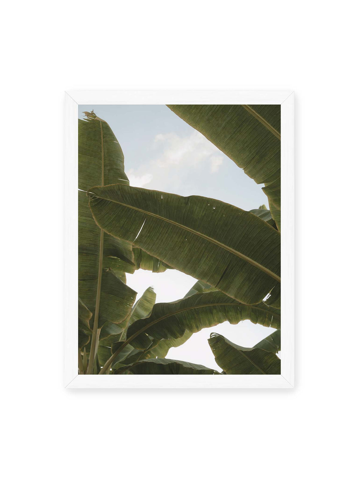 30x40 cm, weißer Rahmen – Große grüne Bananenblätter überlagern sich vor hellem Himmel und bilden ein lockeres Blätterdach.