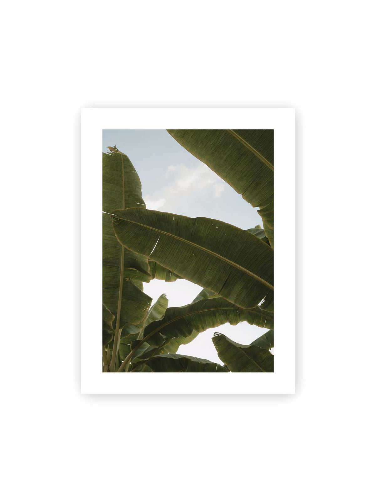 30x40 cm, weißer Galerie-Rand – Große grüne Bananenblätter überlagern sich vor hellem Himmel und bilden ein lockeres Blätterdach.