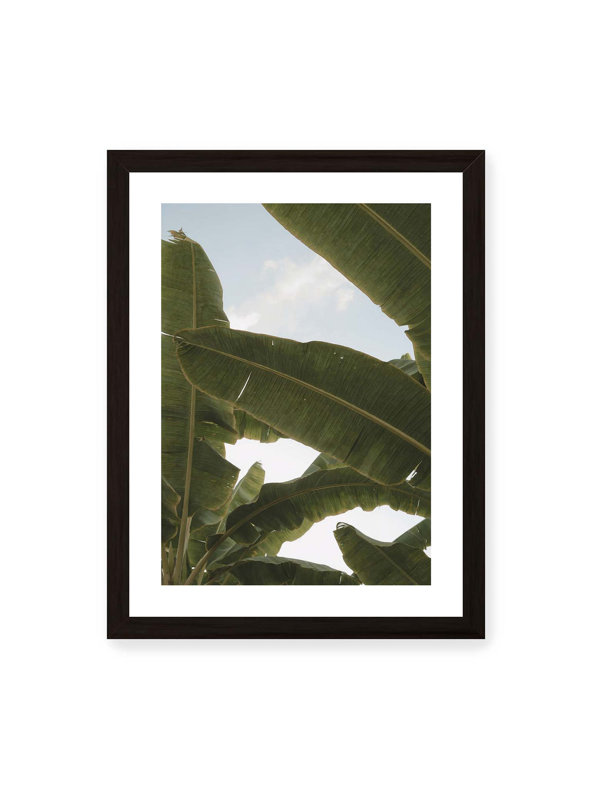 30x40 cm, weißer Galerie-Rand, schwarzer Rahmen – Große grüne Bananenblätter überlagern sich vor hellem Himmel und bilden ein lockeres Blätterdach.