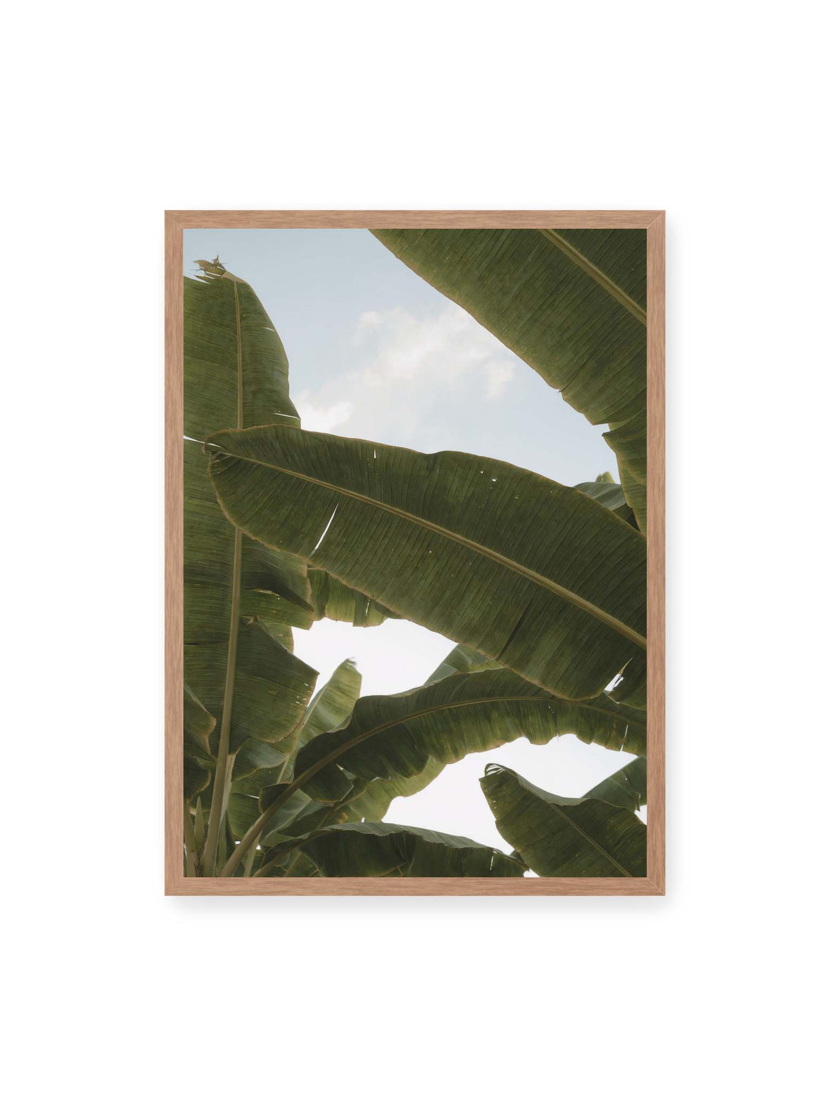 50x70 cm, Eichenrahmen – Große grüne Bananenblätter überlagern sich vor hellem Himmel und bilden ein lockeres Blätterdach.