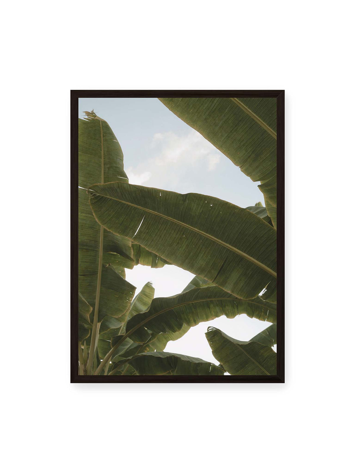 50x70 cm, schwarzer Rahmen – Große grüne Bananenblätter überlagern sich vor hellem Himmel und bilden ein lockeres Blätterdach.