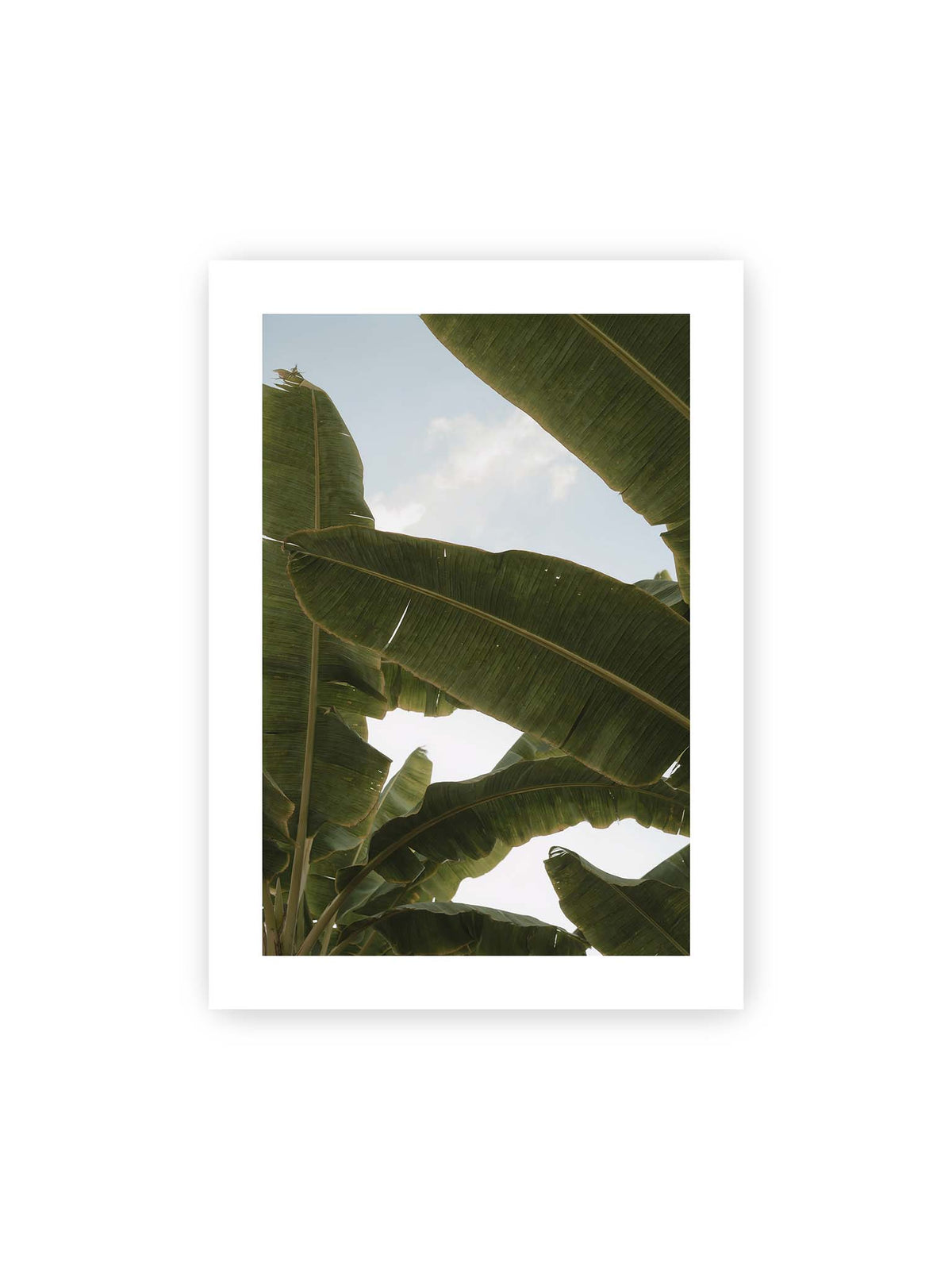 50x70 cm, weißer Galerie-Rand – Große grüne Bananenblätter überlagern sich vor hellem Himmel und bilden ein lockeres Blätterdach.