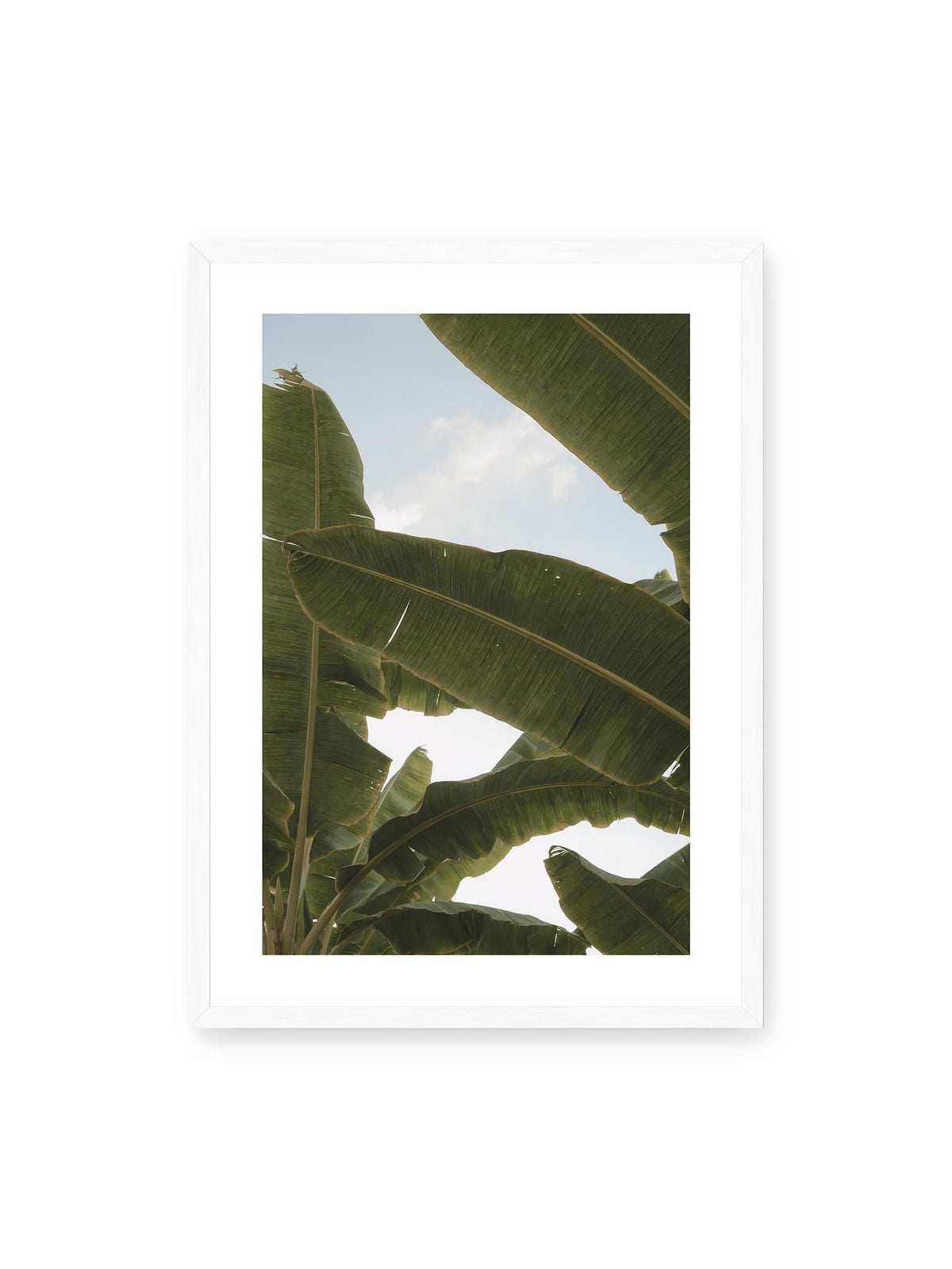 50x70 cm, weißer Galerie-Rand, weißer Rahmen – Große grüne Bananenblätter überlagern sich vor hellem Himmel und bilden ein lockeres Blätterdach.