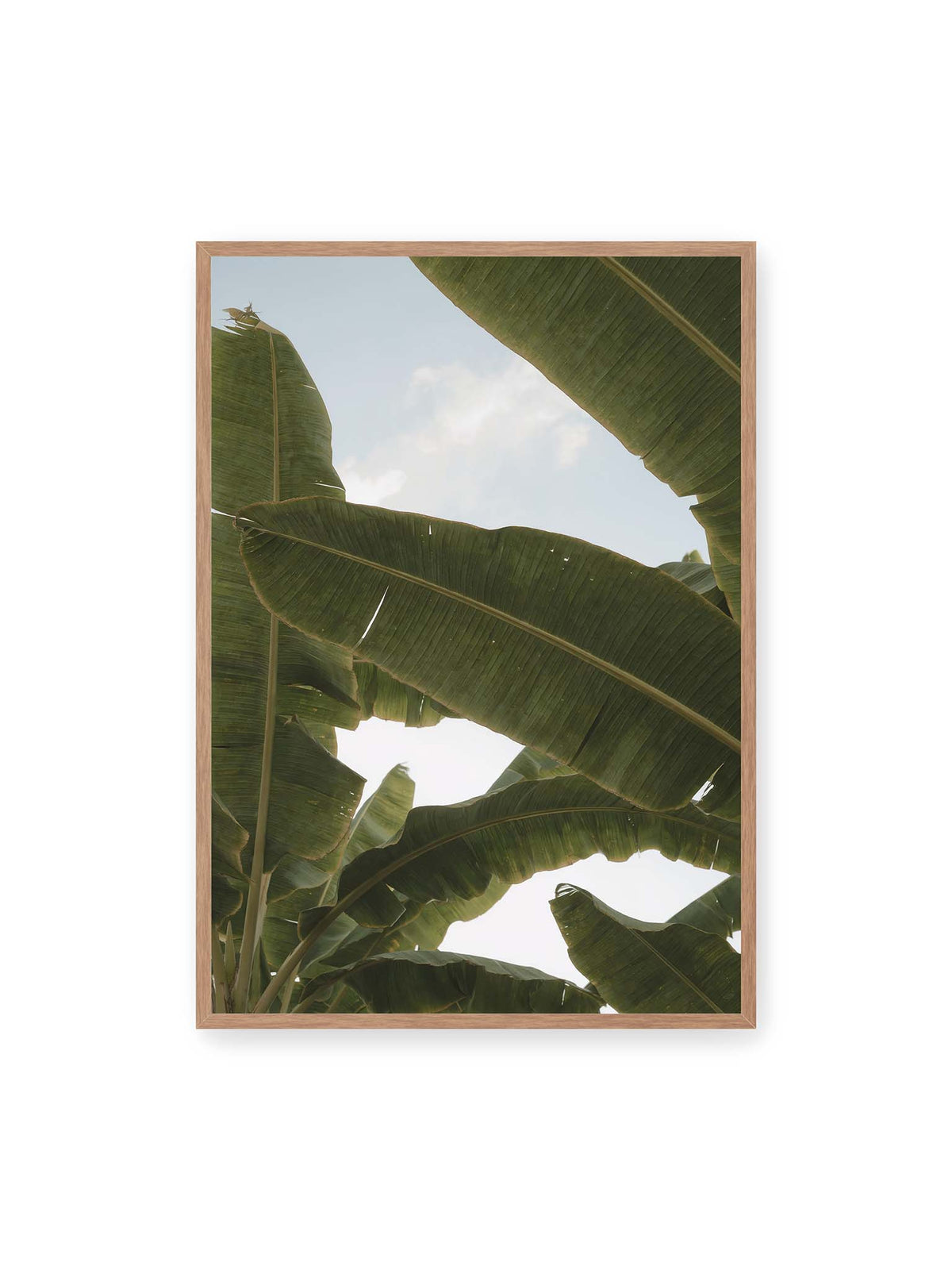 70x100 cm, Eichenrahmen – Große grüne Bananenblätter überlagern sich vor hellem Himmel und bilden ein lockeres Blätterdach.