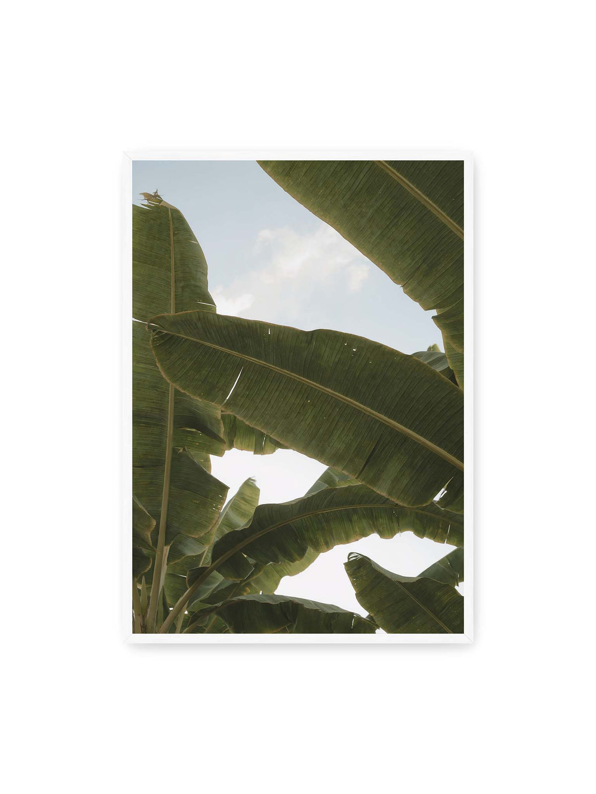 70x100 cm, weißer Rahmen – Große grüne Bananenblätter überlagern sich vor hellem Himmel und bilden ein lockeres Blätterdach.