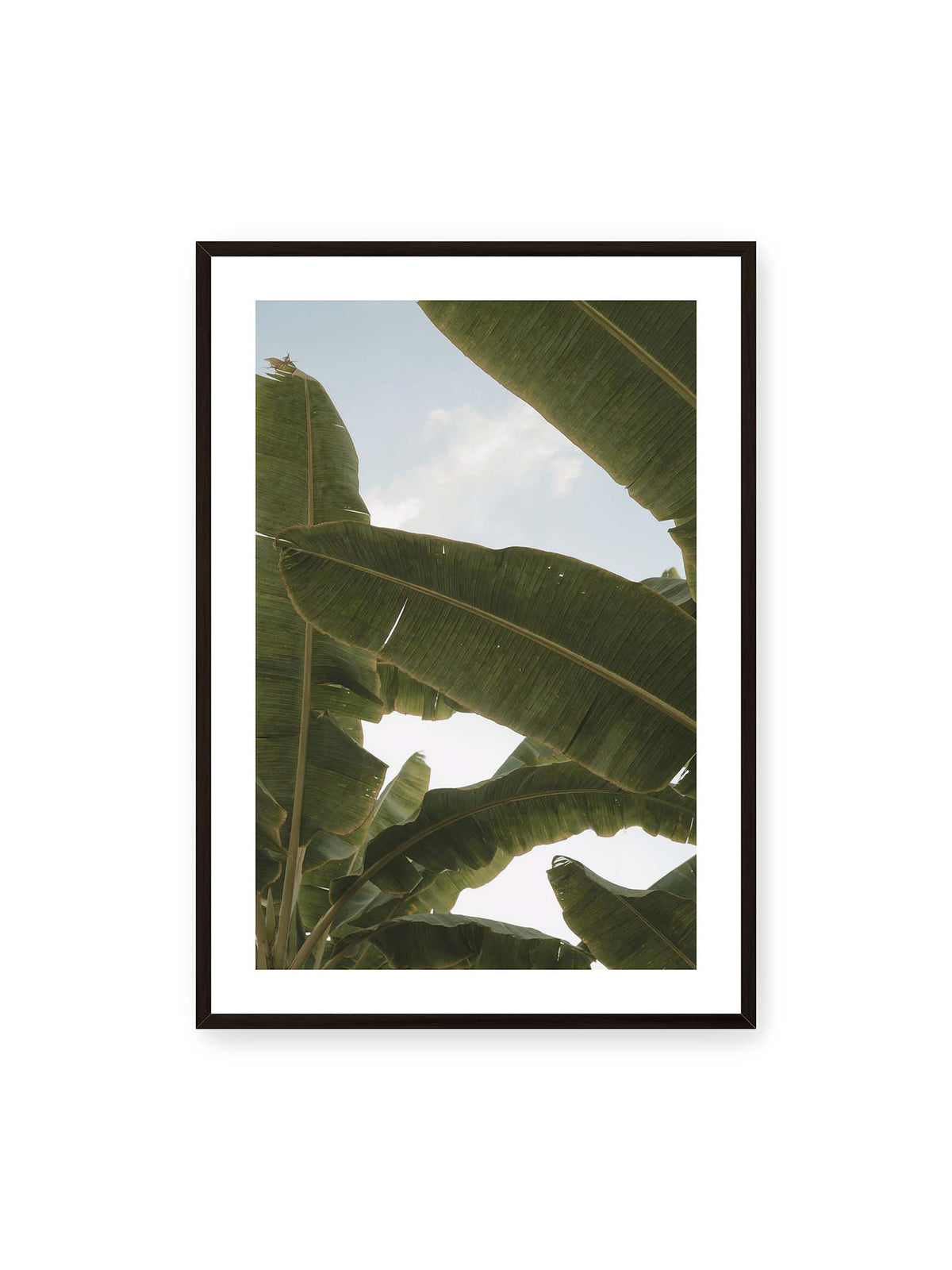 70x100 cm, weißer Galerie-Rand, schwarzer Rahmen – Große grüne Bananenblätter überlagern sich vor hellem Himmel und bilden ein lockeres Blätterdach.
