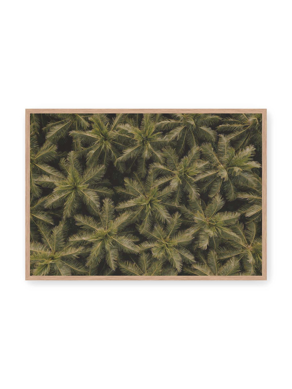 100x70 cm, Eichenrahmen – Zahlreiche Palmenkronen mit radialen Wedeln bilden aus der Vogelperspektive ein dichtes organisches Muster.
