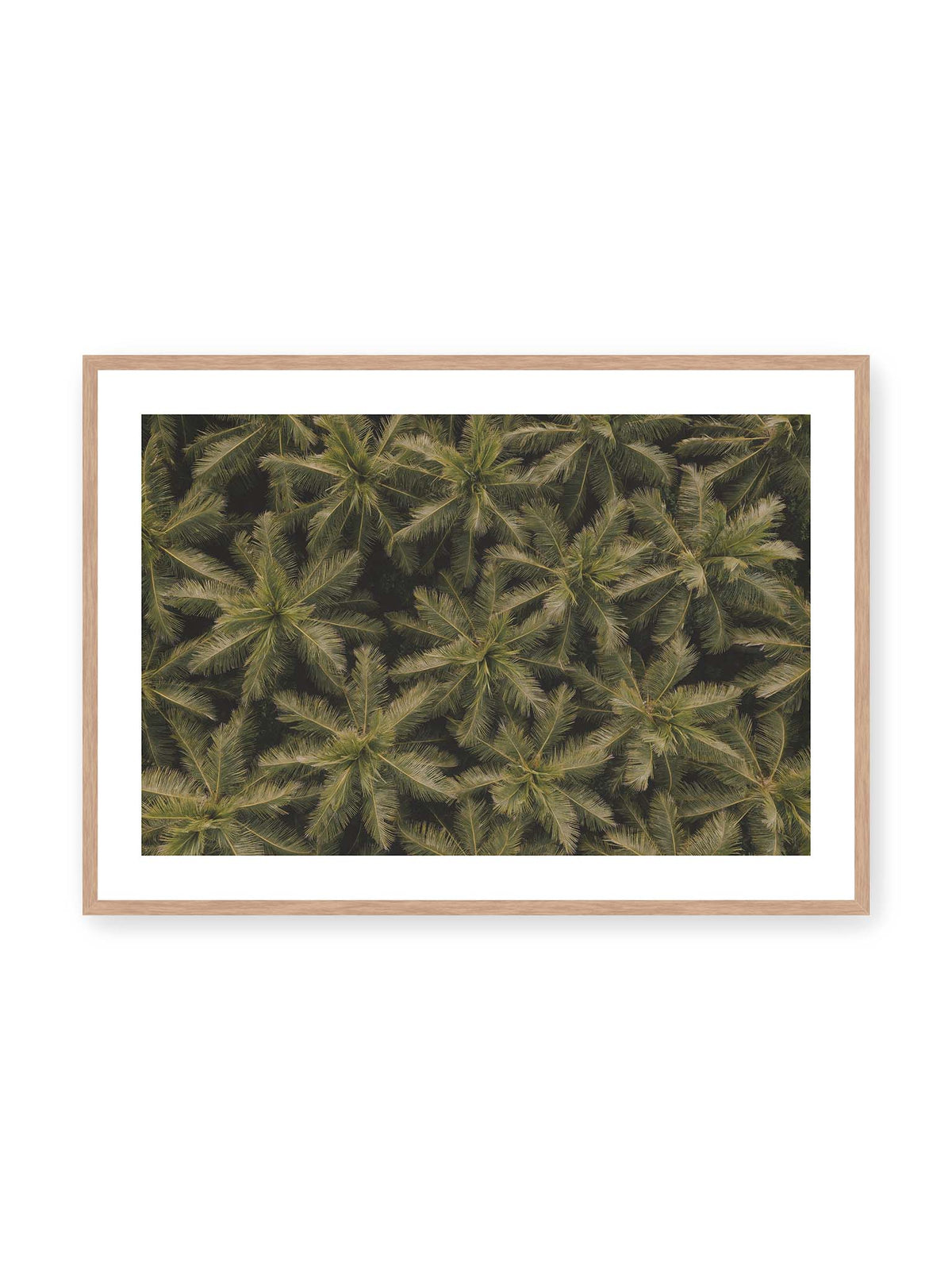 100x70 cm, weißer Galerie-Rand, Eichenrahmen – Zahlreiche Palmenkronen mit radialen Wedeln bilden aus der Vogelperspektive ein dichtes organisches Muster.