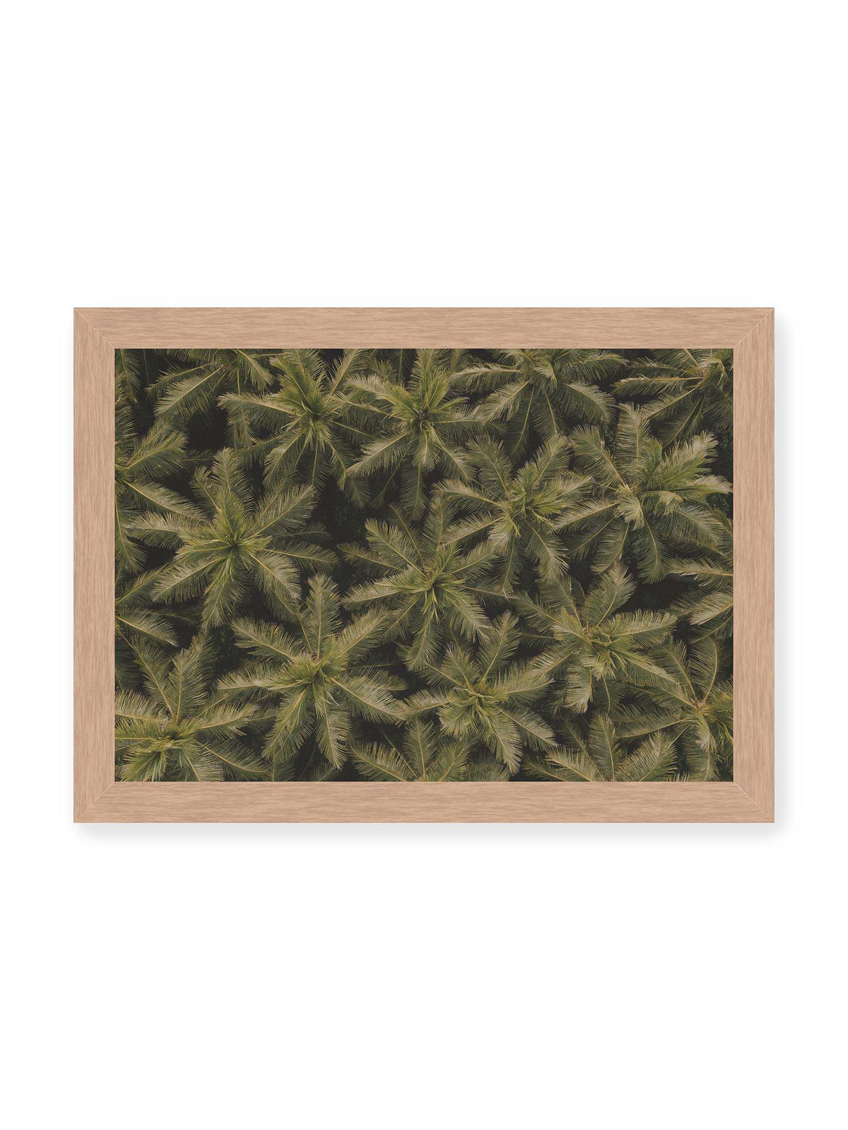 30x21 cm, Eichenrahmen – Zahlreiche Palmenkronen mit radialen Wedeln bilden aus der Vogelperspektive ein dichtes organisches Muster.