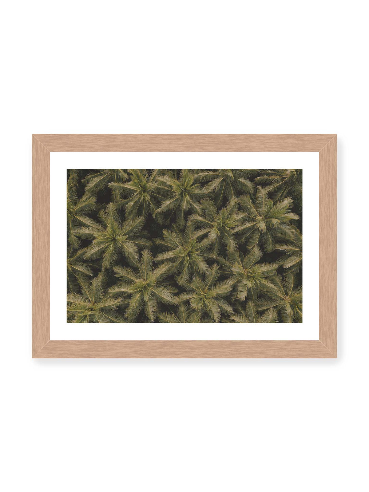 30x21 cm, weißer Galerie-Rand, Eichenrahmen – Zahlreiche Palmenkronen mit radialen Wedeln bilden aus der Vogelperspektive ein dichtes organisches Muster.