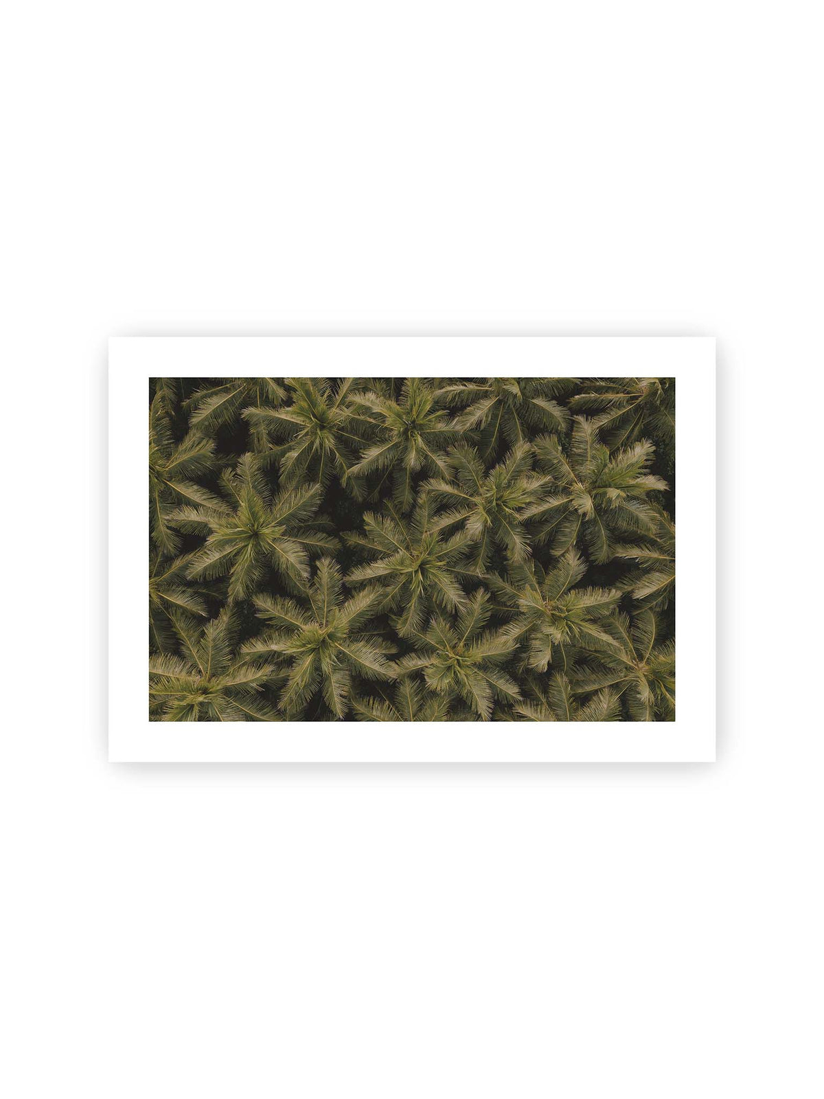 30x21 cm, weißer Galerie-Rand – Zahlreiche Palmenkronen mit radialen Wedeln bilden aus der Vogelperspektive ein dichtes organisches Muster.