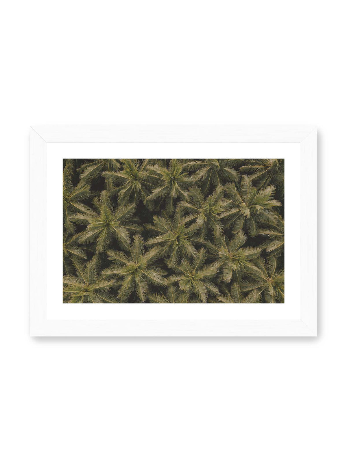 30x21 cm, weißer Galerie-Rand, weißer Rahmen – Zahlreiche Palmenkronen mit radialen Wedeln bilden aus der Vogelperspektive ein dichtes organisches Muster.