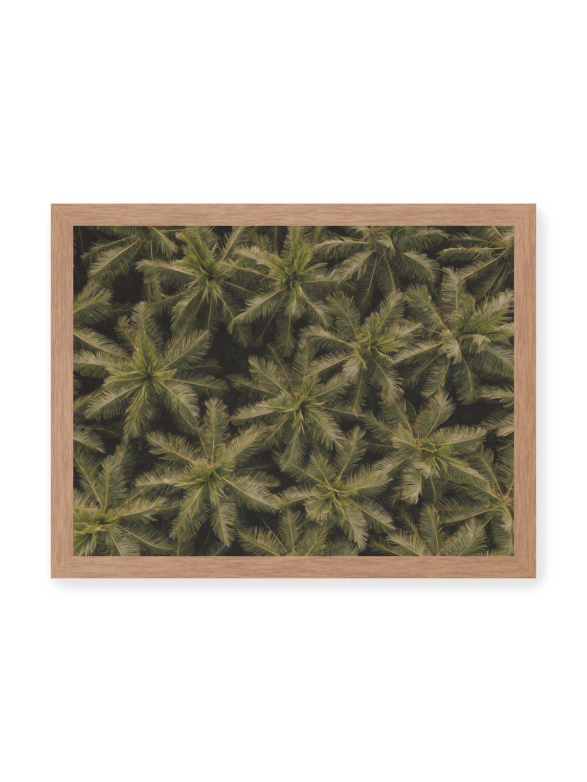 40x30 cm, Eichenrahmen – Zahlreiche Palmenkronen mit radialen Wedeln bilden aus der Vogelperspektive ein dichtes organisches Muster.