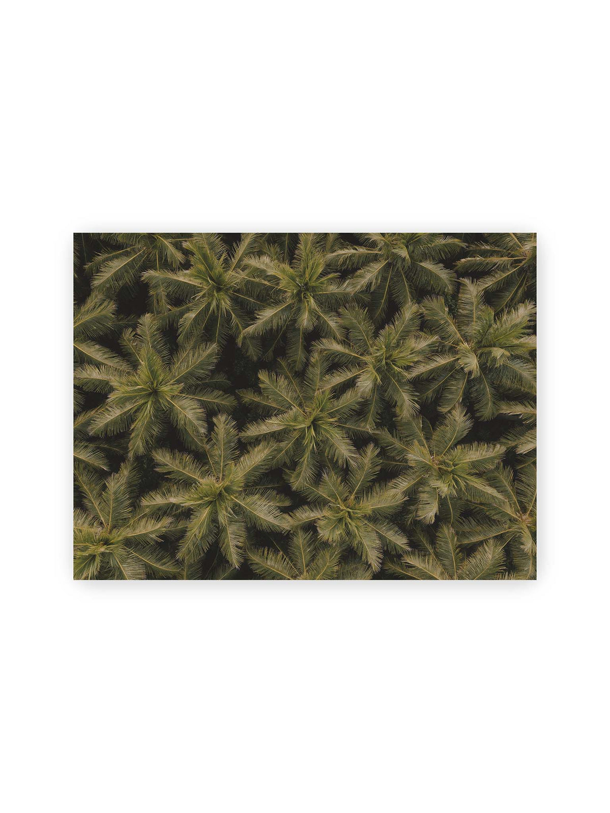 40x30 cm – Zahlreiche Palmenkronen mit radialen Wedeln bilden aus der Vogelperspektive ein dichtes organisches Muster.
