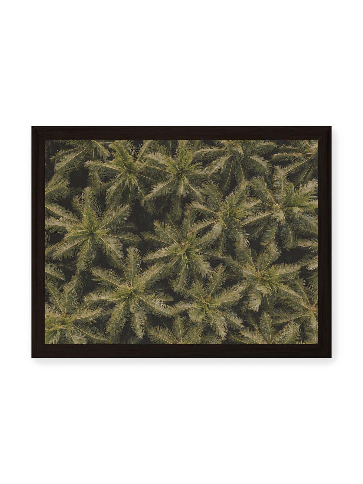 40x30 cm, schwarzer Rahmen – Zahlreiche Palmenkronen mit radialen Wedeln bilden aus der Vogelperspektive ein dichtes organisches Muster.