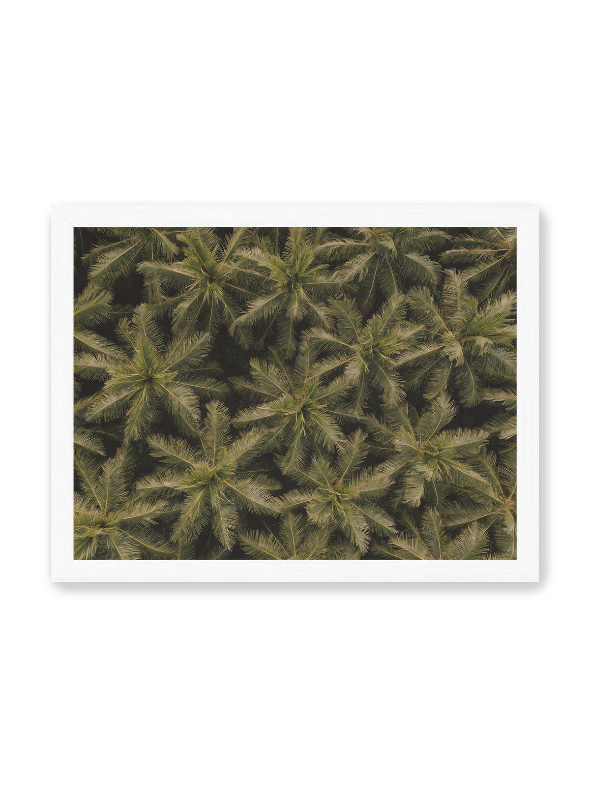 40x30 cm, weißer Rahmen – Zahlreiche Palmenkronen mit radialen Wedeln bilden aus der Vogelperspektive ein dichtes organisches Muster.
