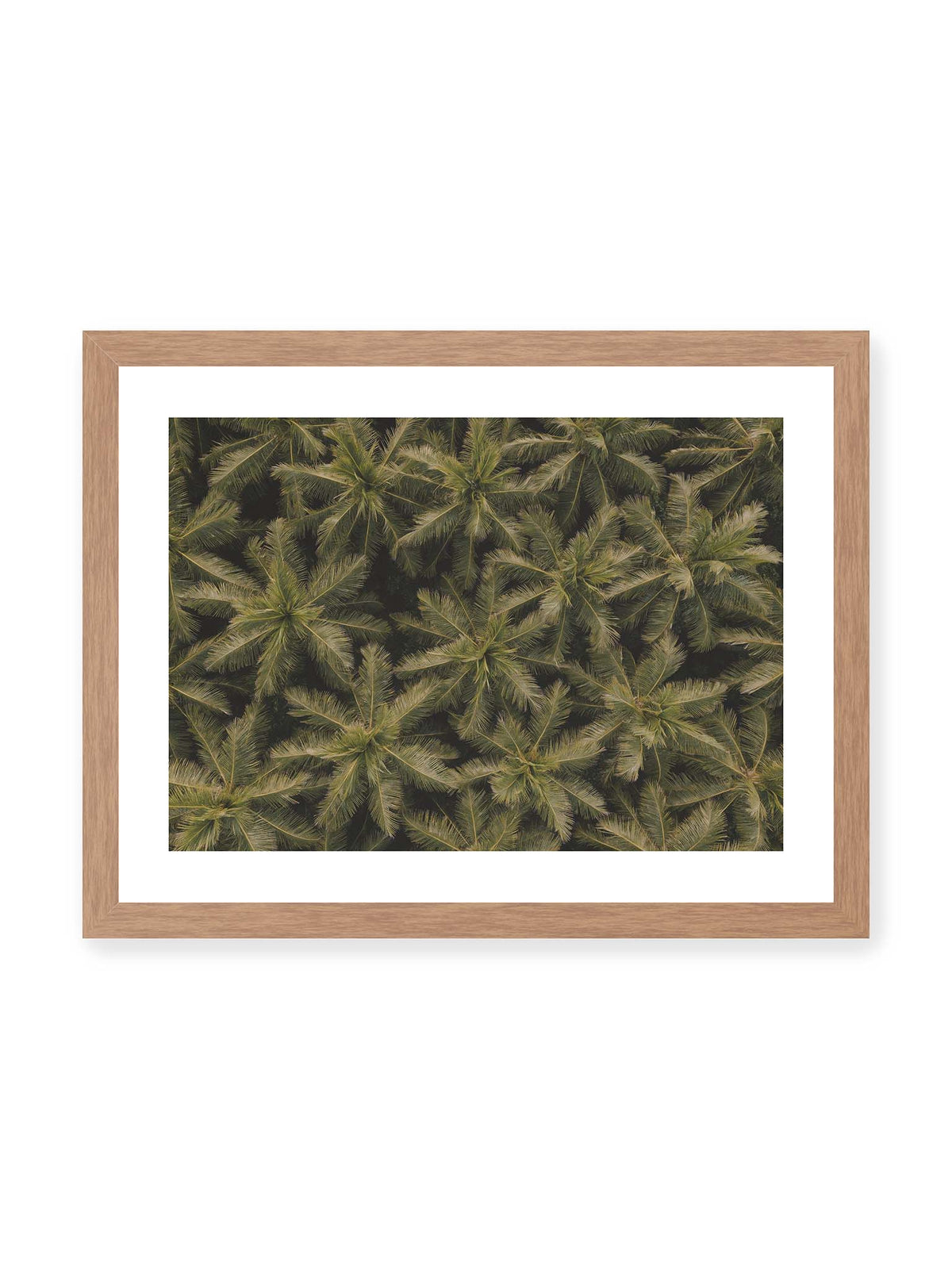 40x30 cm, weißer Galerie-Rand, Eichenrahmen – Zahlreiche Palmenkronen mit radialen Wedeln bilden aus der Vogelperspektive ein dichtes organisches Muster.