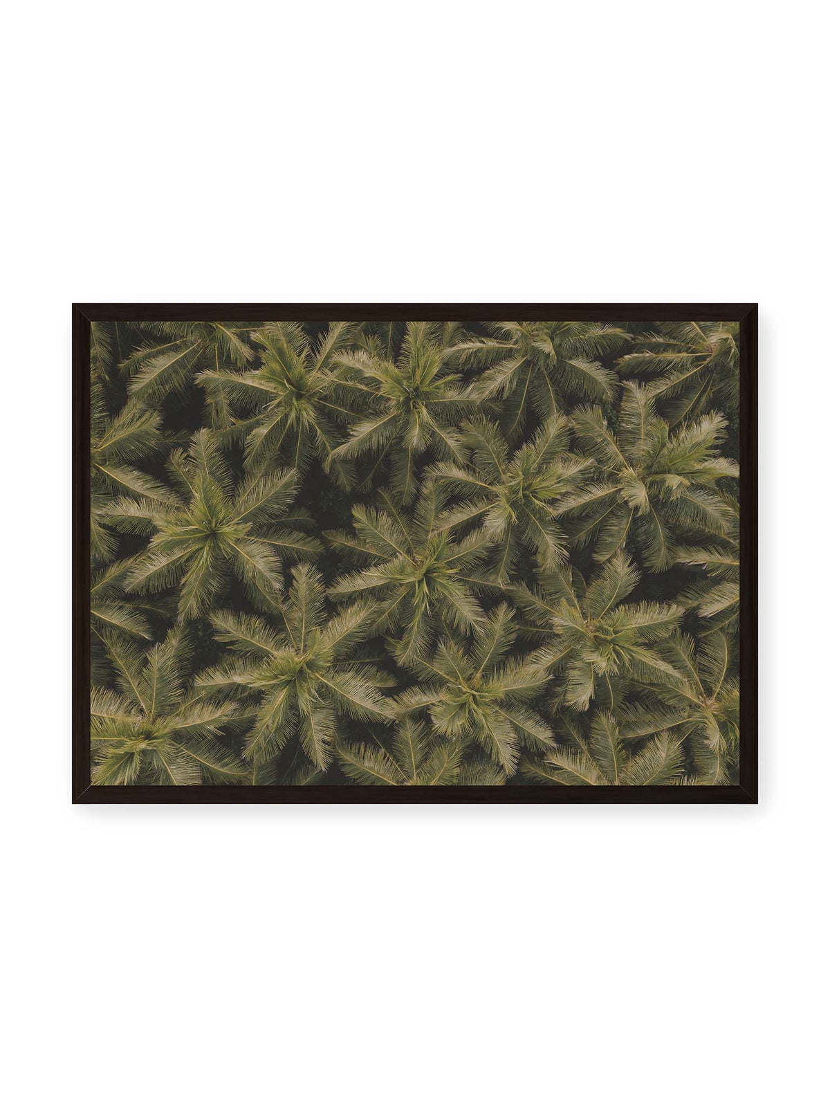 70x50 cm, schwarzer Rahmen – Zahlreiche Palmenkronen mit radialen Wedeln bilden aus der Vogelperspektive ein dichtes organisches Muster.