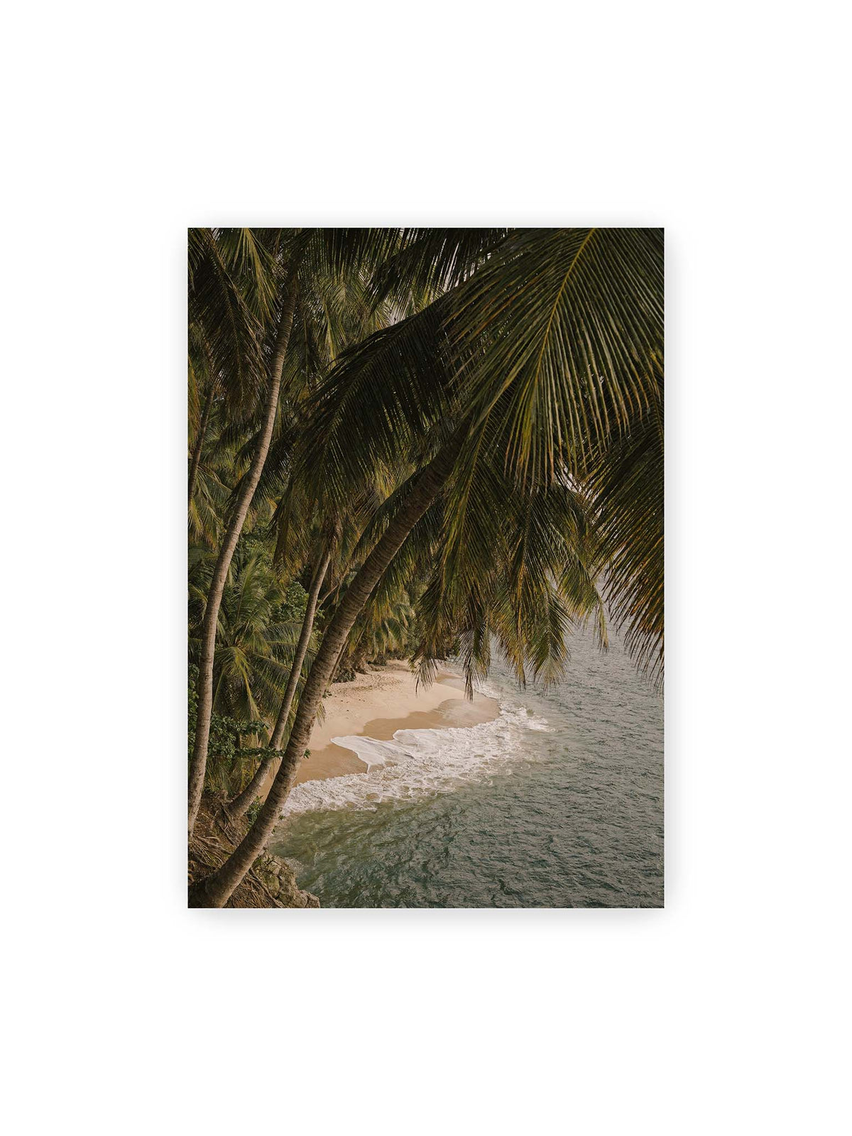70x100 cm – Palmen über einer schmalen Sandküste mit sanften Wellen und grünlichem Meer.