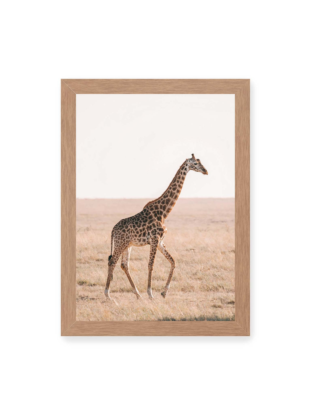 21x30 cm, Eichenrahmen – Einzelne Giraffe im Profil beim Gehen durch eine helle, trockene Graslandschaft.