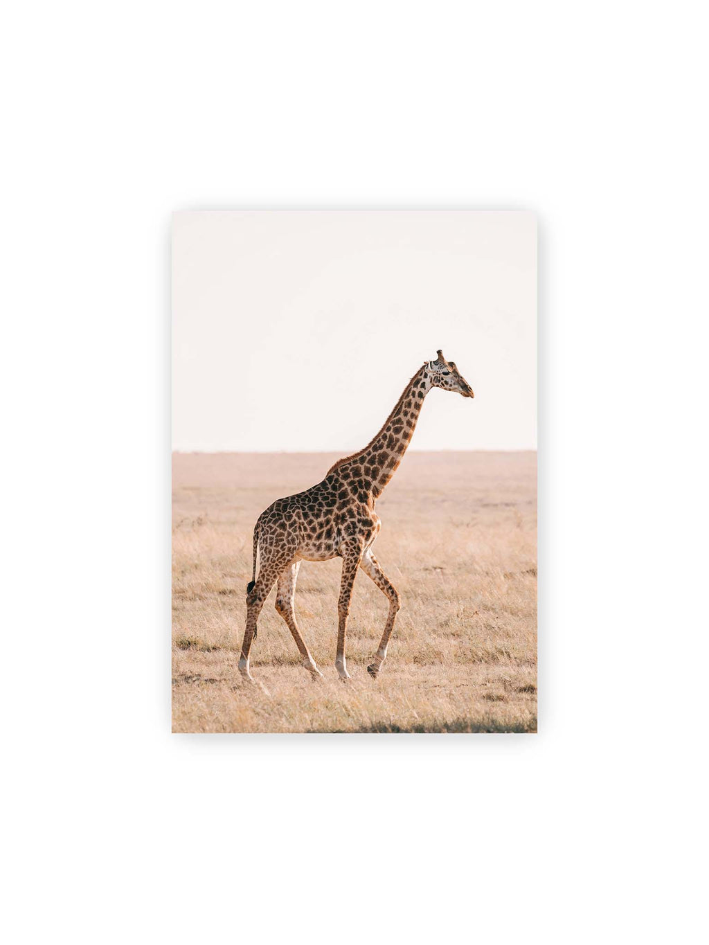 21x30 cm – Einzelne Giraffe im Profil beim Gehen durch eine helle, trockene Graslandschaft.